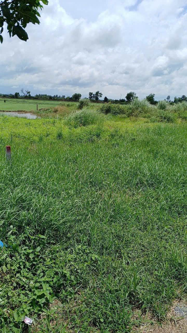 Bán Nền Mặt Tiền Lâm Quang Ky, Châu Thành - 170m², Sổ Đỏ Sẵn Sàng