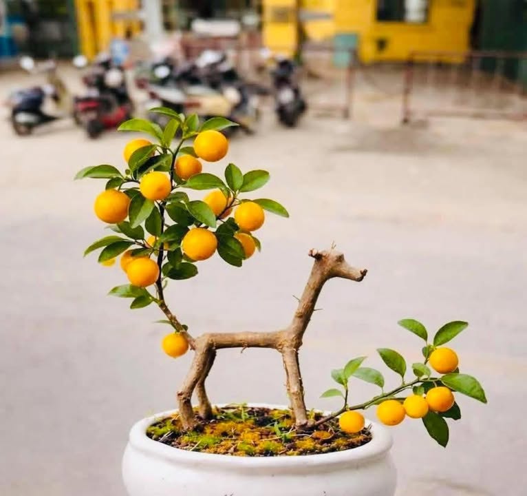 Đất vườn Mộ Đức Quảng Ngãi 370m² giá 1 tỷ - Nghỉ dưỡng lý tưởng!