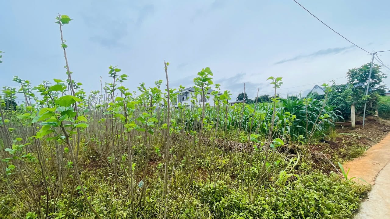 Đất nền Gia Lâm 240m² 850 triệu - Sổ đỏ chính chủ