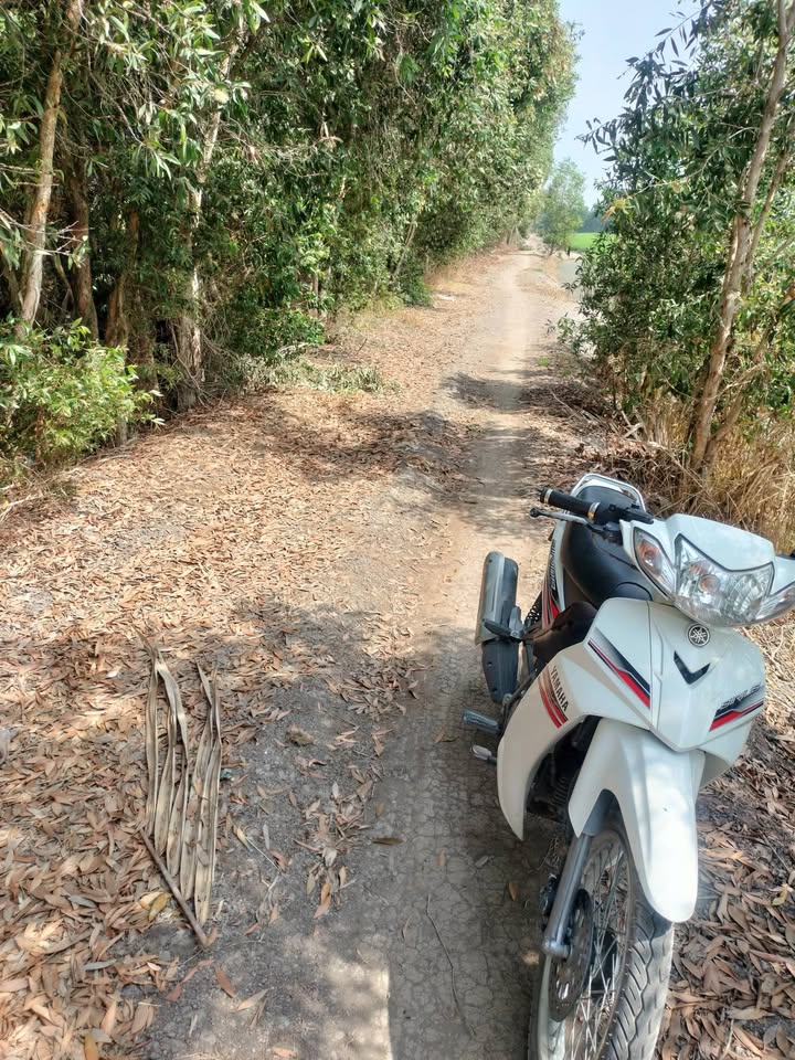 Đất vườn 8000m² Mỹ Thạnh, Thủ Thừa, Long An - Giá đầu tư tốt!