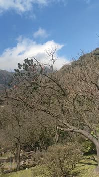 Đất nền Ia Grai 3600m² - Mặt tiền bê tông, tiềm năng sinh lời