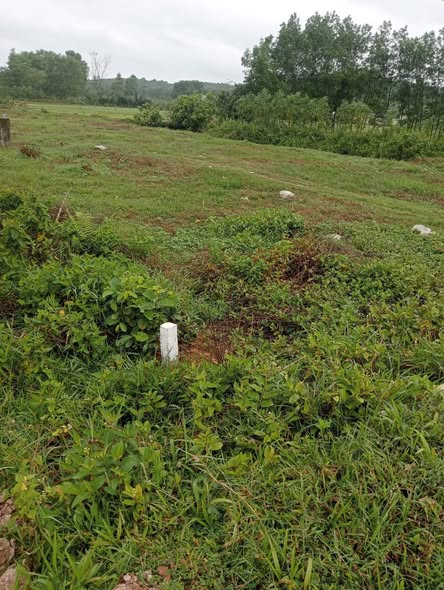 Đất nền 8000m² Tỉnh Lộ 9 Huế - Mặt tiền đường 37m, tiềm năng phân lô