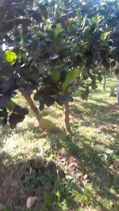 Cho thuê Đất Vườn Tiền Giang 4000m² - Kinh doanh Cây ăn trái