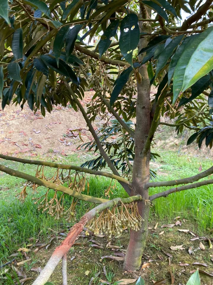 Đất Vườn Đạ Lây, Lâm Đồng 2ha - Nghỉ dưỡng lý tưởng 6.5 tỷ