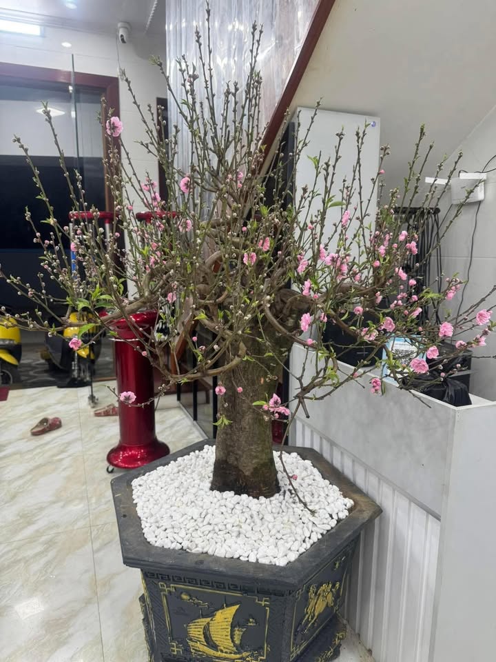 Đất nền Thị trấn Đô Lương 200m² - Sổ đỏ chính chủ!