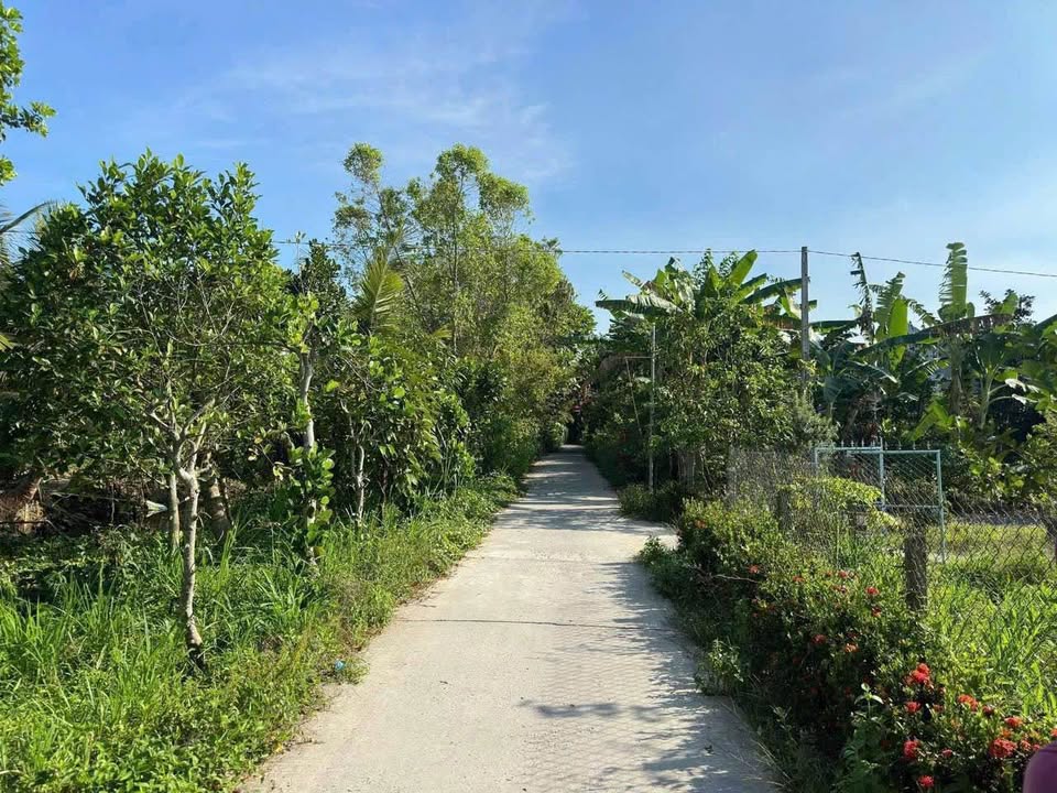 Đất Vườn 562.6m² View Sông Thoáng Mát - Tân Hạnh, Vĩnh Long