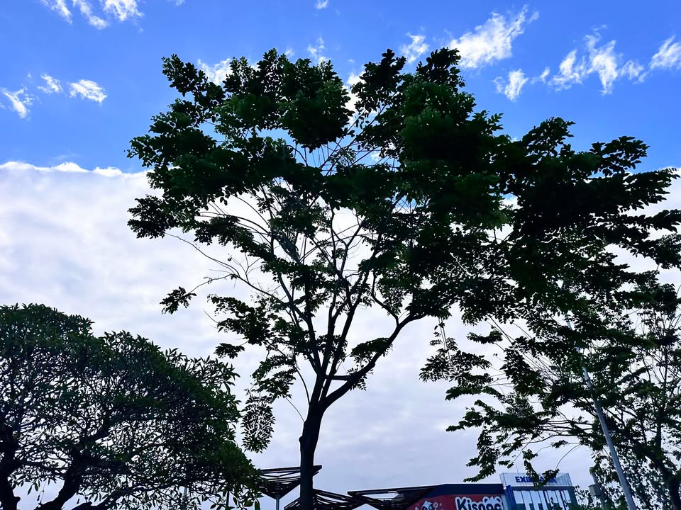 Đất nền Quận 3 Lê Hồng Phong 190m² dưới 1 tỷ - Sổ đỏ chính chủ!