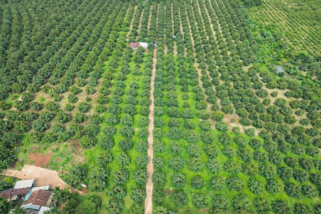 Trang trại 4ha Đắk Sin, Đắk Nông 40.000m² - Đầu tư dài hạn, sinh lời bền vững!