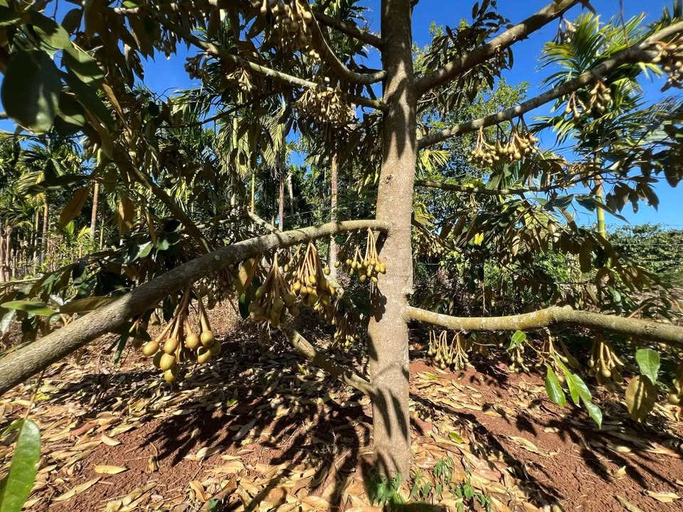 Đất nền Buôn Ea Mtá, Cư M'gar 1440m² – Sổ đỏ chính chủ