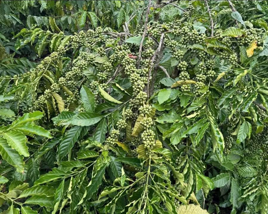 Đất Farm 1.7ha Phú Hội, Đức Trọng - 3.8 tỷ, Đầu tư dài hạn!