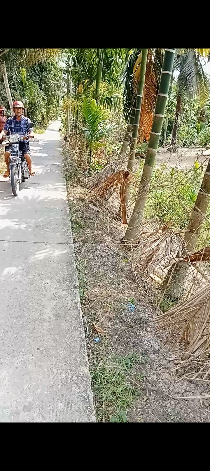 Bán Gấp 1 Hecta Vườn Bưởi Da Xanh Tại Kế Sách, Sóc Trăng - Giá 2.2 Tỷ