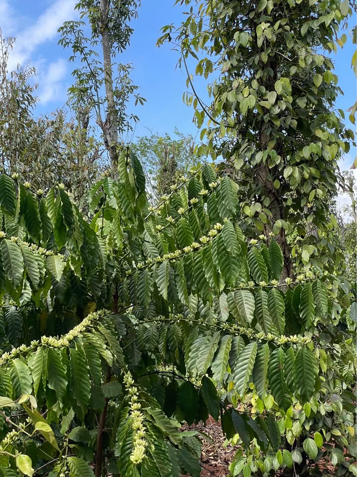 Đất nền Ea Tiêu 1.875 tỷ - Tiềm năng tăng giá vượt trội!