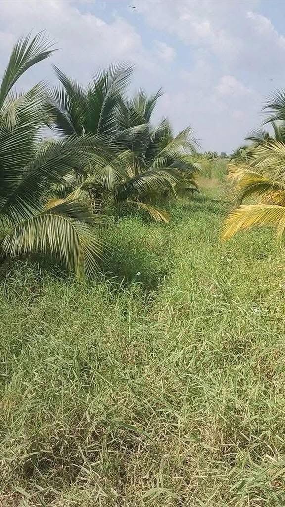 Đất vườn Gò Công Đông 4000m² - Đầu tư sinh lời, đường xe tải!