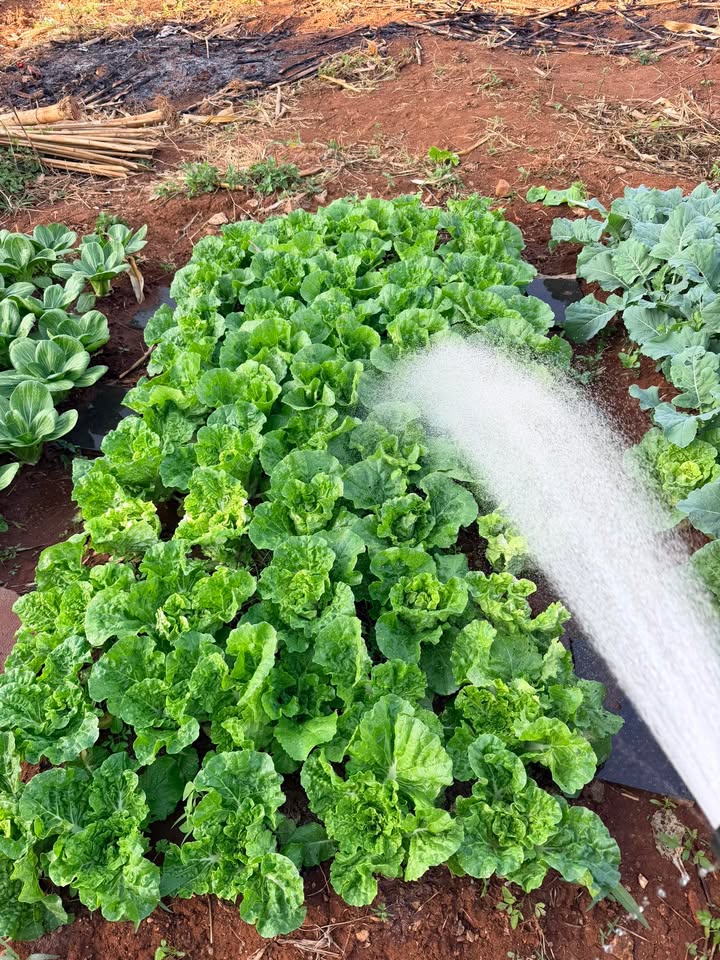 Đất nền Buôn Ma Thuột 132m² - Tiềm năng tăng giá, gần KCN