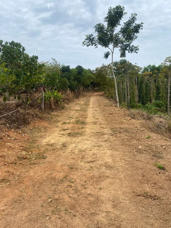 Đất Vườn 11.300m² Hồ Tràm - Sổ Hồng Sẵn Sàng, Giá Đầu Tư 7 Tỷ