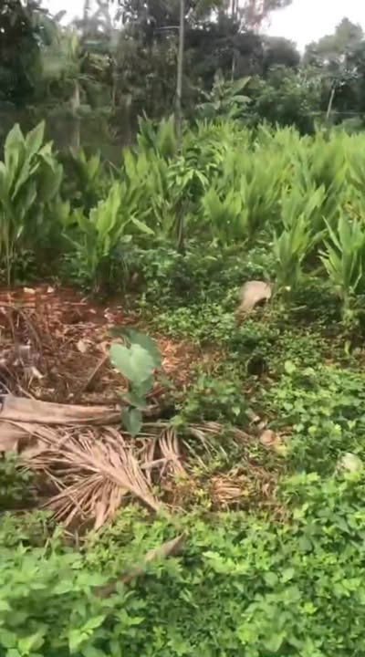 Đất nền 530m² Cư M'gar, Đắk Lắk - Sổ đỏ chính chủ, giá tốt!