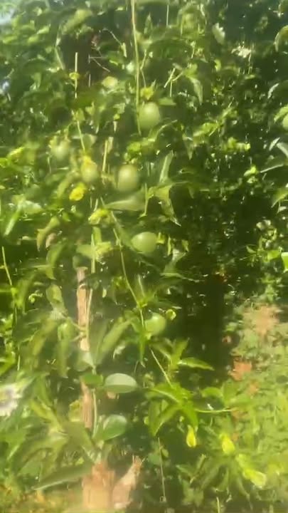 Bán đất vườn Ia Dêr, Ia Grai 6500m² giá 1.4 tỷ - Nghỉ dưỡng lý tưởng