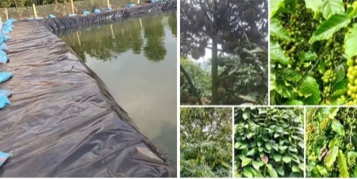 Bán Gấp Đất Vườn Gia Lai 1.5ha - 900 Cây Cafe, Sầu Riêng - Giá 2.8 Tỷ