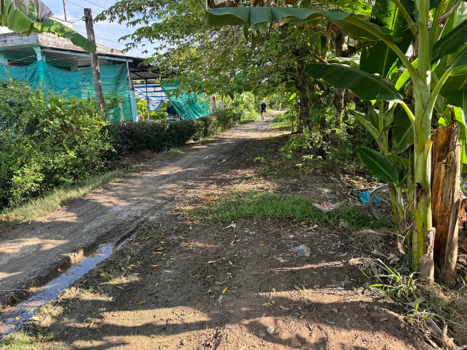 Bán Gấp Đất Vĩnh Long 1542m² - 300m² Thổ Cư, Chỉ 3 Triệu/m²