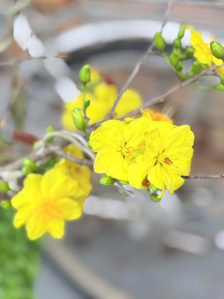 Đất nền Bùi Thị Xuân Phước An 200m² giá 2.55 tỷ - Sổ đỏ chính chủ!