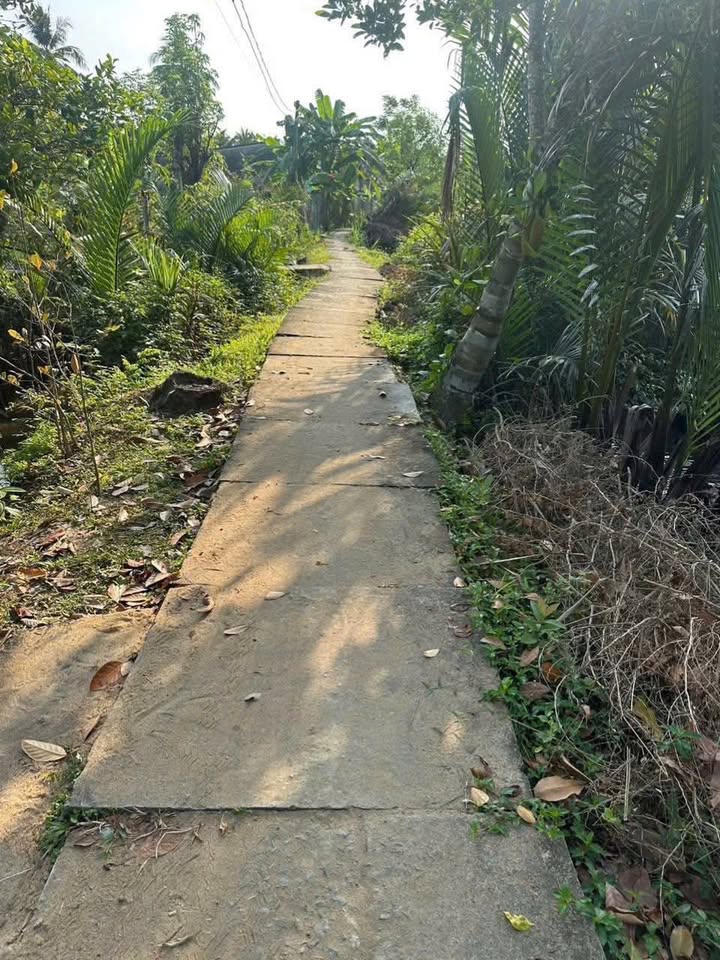 Đất nền Phú Mỹ, Mỏ Cày Bắc 984m² - Sổ đỏ chính chủ!