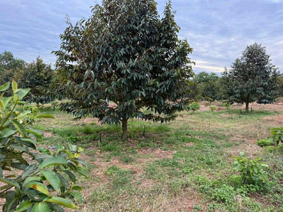 Bán Gấp Vườn Sầu Riêng Thái 1.3ha Tại Bình Phước - Thu Bói, Sẵn Dòng Tiền