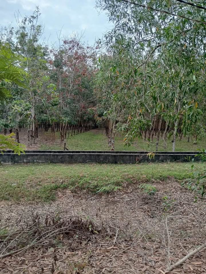 Bán Đất Vườn Hòa Thạnh Châu Thành 30.000m² - Giá Đầu Tư Cực Tốt