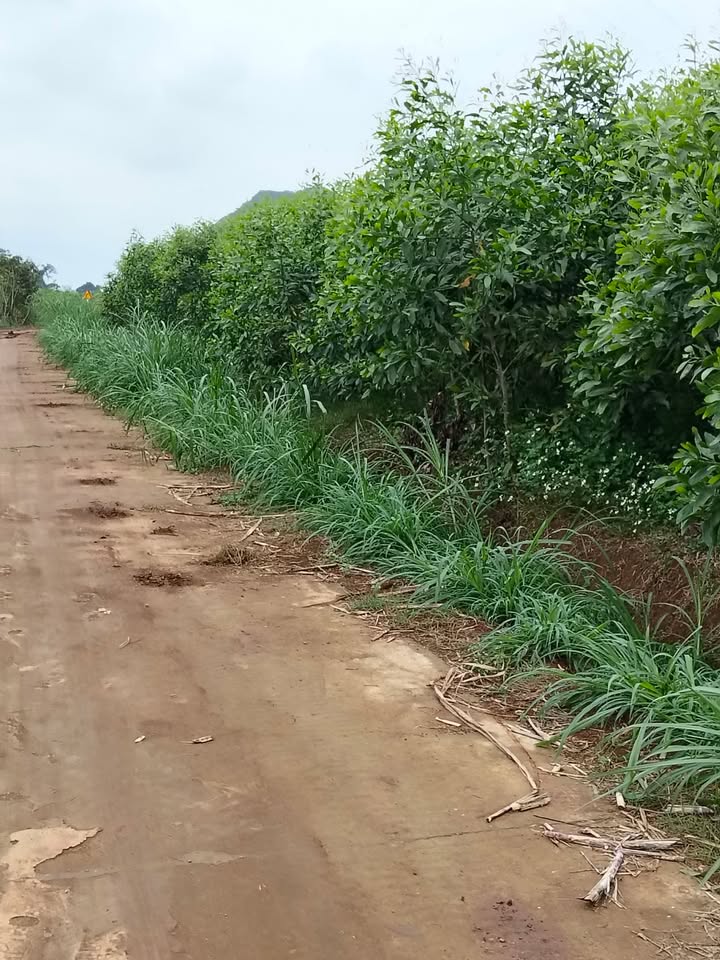 Bán Gấp 15.000m² Đất RSX Nghĩa Đàn, Nghệ An - Sổ Hồng Trao Tay