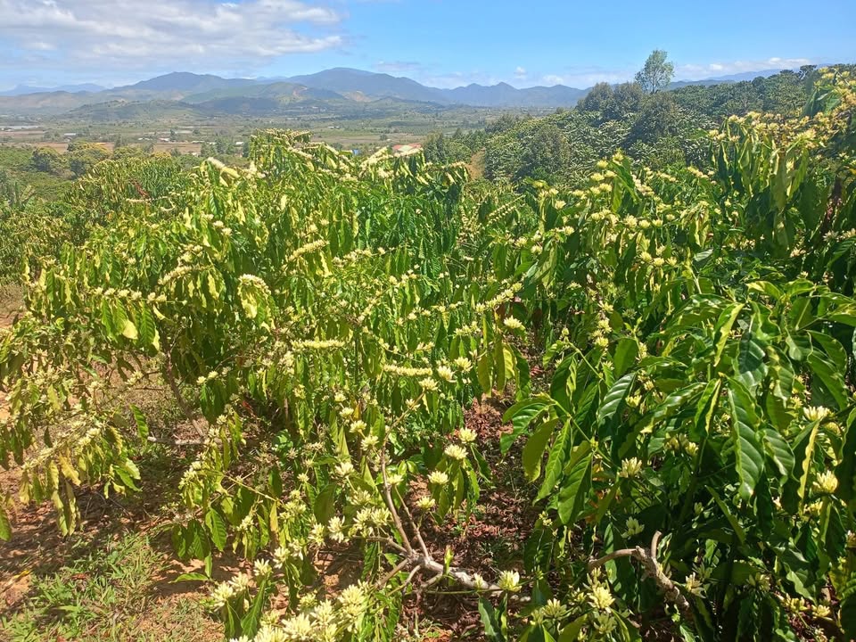 Bán Đất Farm 1.4ha Krông Nô, Đắk Lắk - Sổ Đỏ Sẵn Sàng, Giá Đầu Tư 1.5 Tỷ