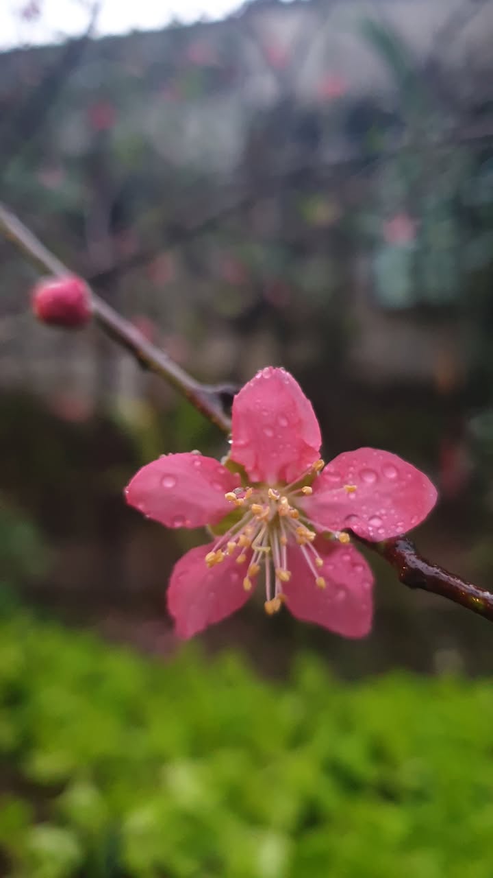 Đất Nền Việt Yên 100m² - Sổ Đỏ Chính Chủ, Giá 3.8 Tỷ