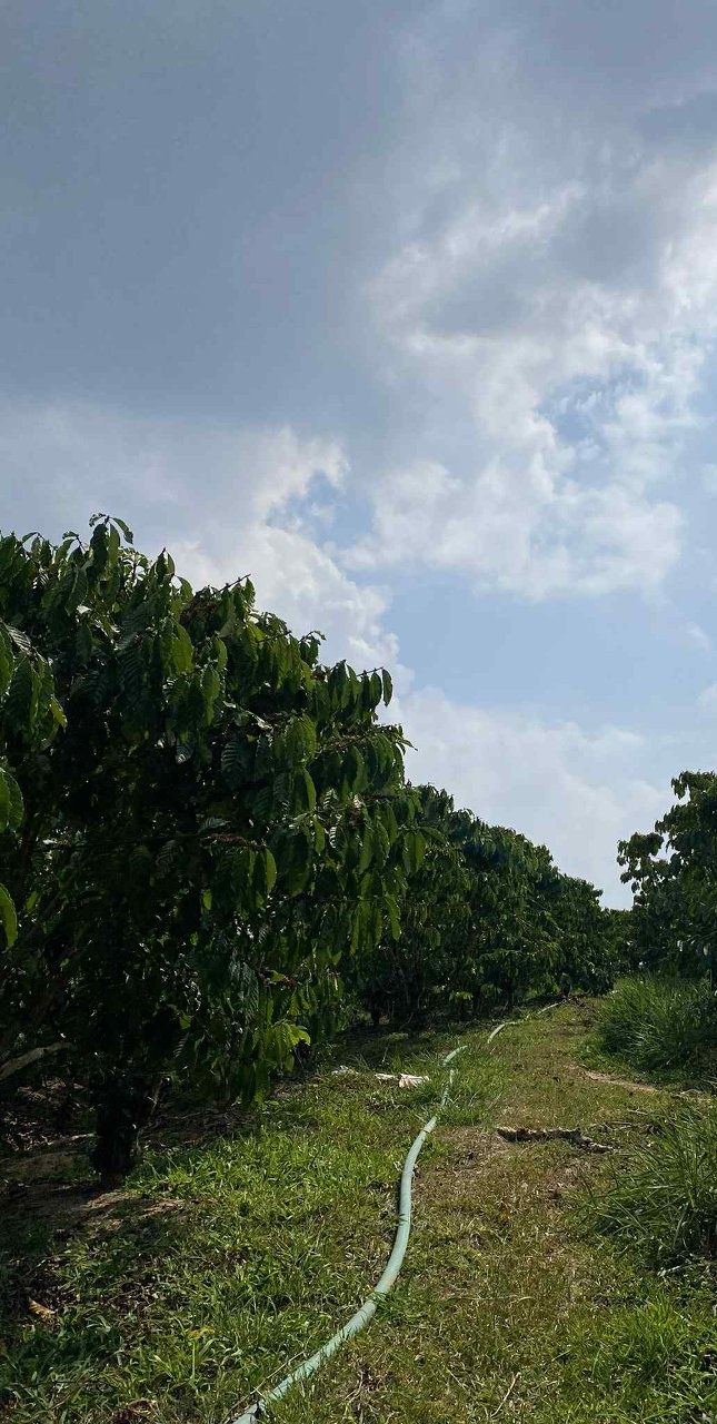 Đất vườn Tân Lâm, Di Linh 1.7ha - Sinh thái xanh, nghỉ dưỡng lý tưởng!