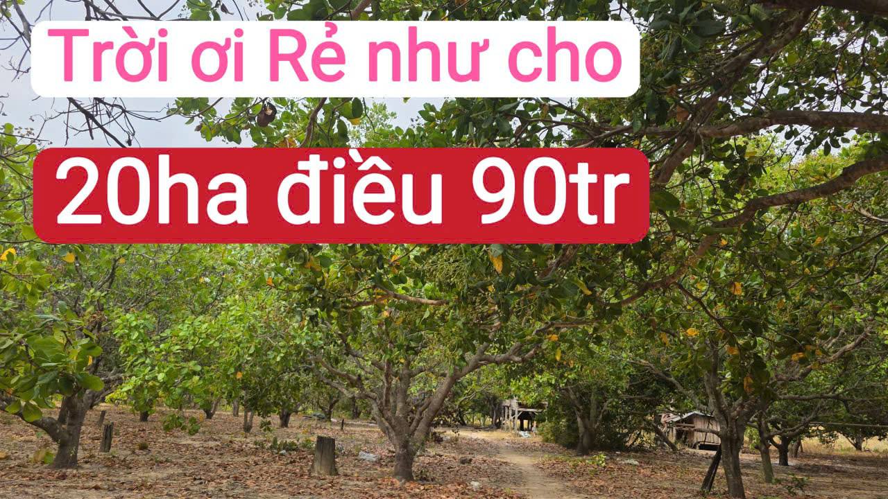 Đất Rẫy Gia Lai 20ha – Giá Đầu Tư Tốt, Sổ Đỏ Chính Chủ!