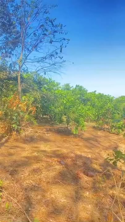 Đất Vườn Phước Tân 1.1ha - View Hồ, Nghỉ dưỡng lý tưởng 1.6 tỷ!