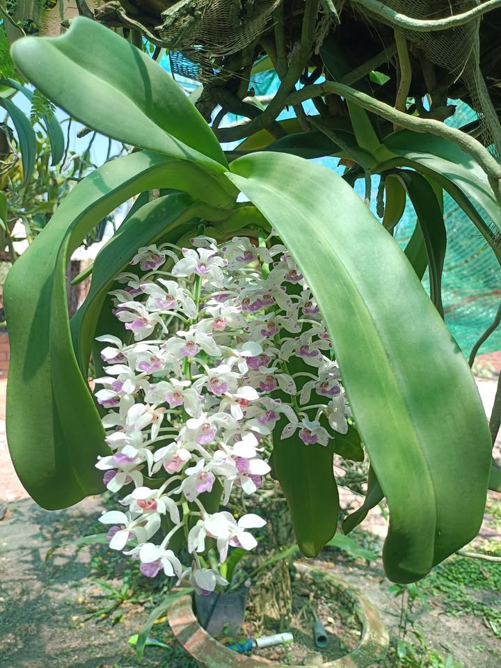 Đất nền Nam Chính, Đức Linh 168m² chỉ 399 triệu - Sổ đỏ chính chủ!