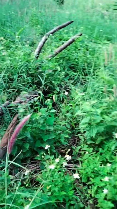 Đất Nền Tuy Đức Đắk Nông 1800m² - Mặt Tiền Đường Lớn 500 Triệu