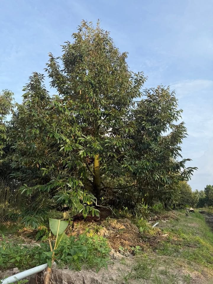 Bán Gấp Đất Vườn Cái Bè 3600m² - 420 Triệu/Công - Sẵn Sàng Đầu Tư