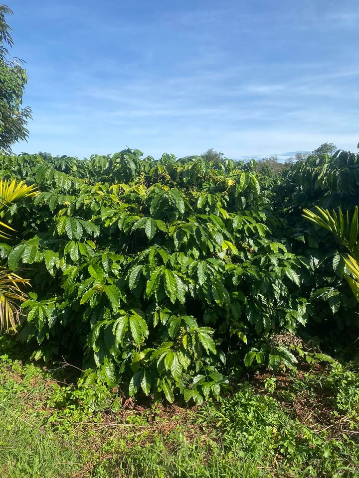 Đất Vườn Kiến Đức 2160m² - Sổ Hồng Chính Chủ, Tiềm Năng Vượt Trội!