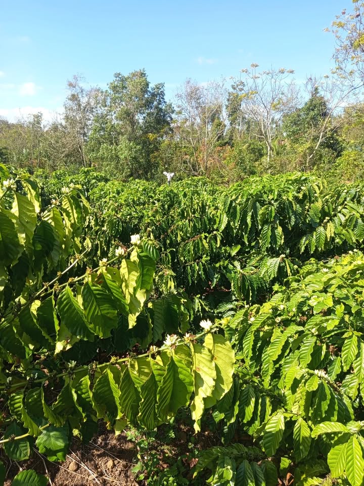 Đất Chính Chủ 1908m² Xã Ea Năng, Cư M'gar - Giá 950 Triệu