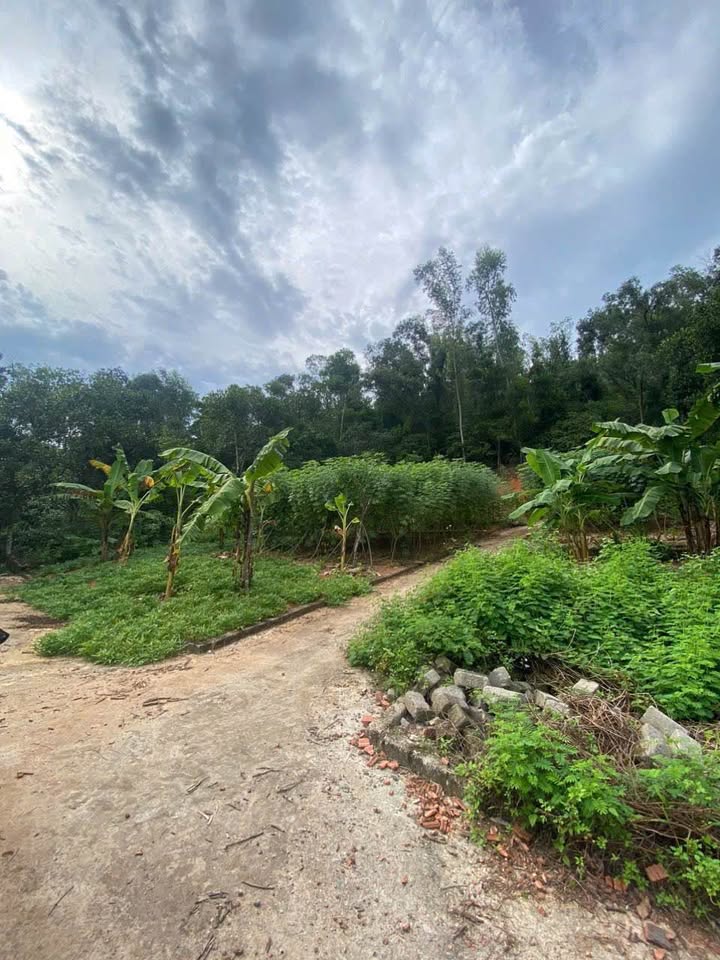 Đất nền Ninh Sơn, Thủy Nguyên 71m² - Đường to ô tô tận nơi!