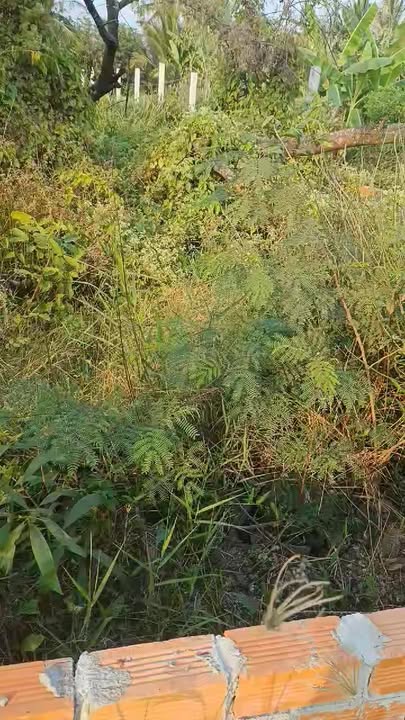 Bán Đất Thổ Cư Cần Giuộc 1215m² Giá 7 Tỷ - Sổ Hồng Chính Chủ!