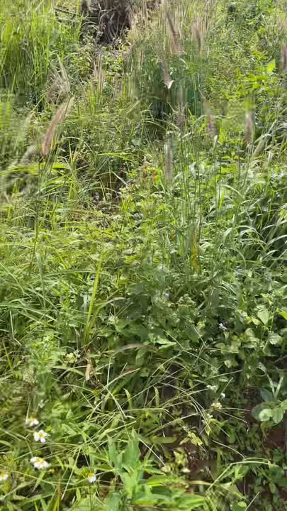 Đất nền Xã Đắk R'Tíh, Tuy Đức 10.000m² - Sổ đỏ chính chủ!