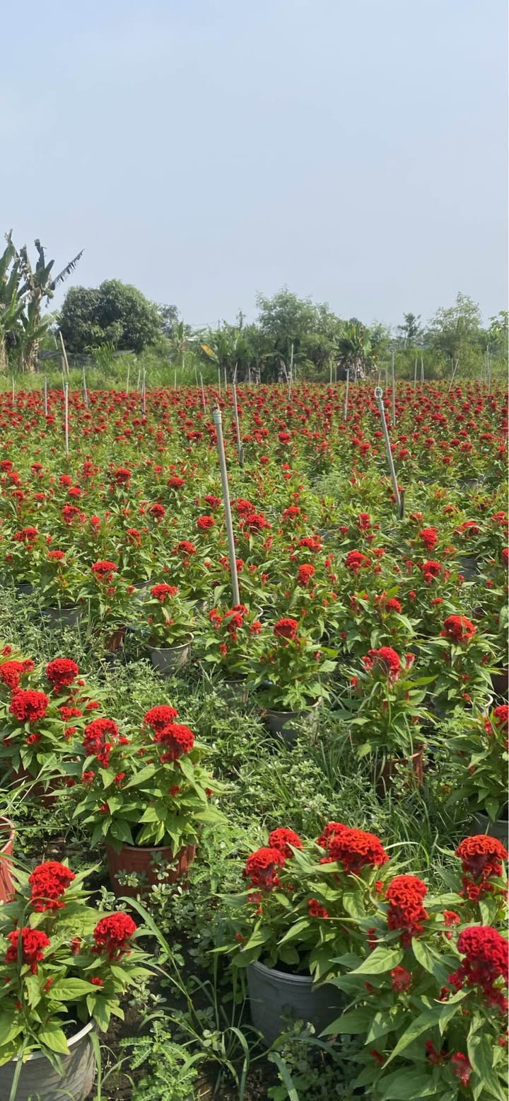 Bán Gấp Đất Vàng 4600m² Tại Long Khánh, Đồng Nai - Sổ Đỏ Chính Chủ