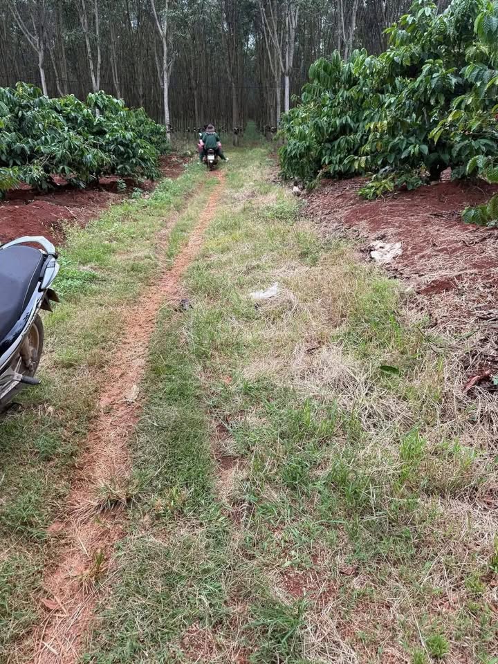 Bán Đất Thị Trấn Ea Drang 15000m² - Sổ Đỏ, Giá 2.6 Tỷ, Ô Tô Tận Nơi