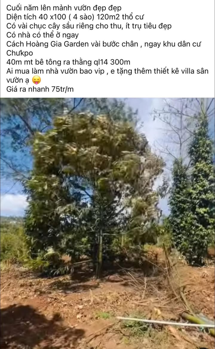 Bán Đất Vườn 4000m² Gia Lai - Sầu Riêng Trĩu Quả, Tặng Thiết Kế Villa