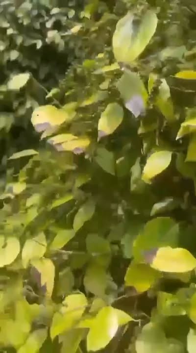 Đất Nền Ea Sao, Ea H'Leo 25200m² - Sổ Đỏ Chính Chủ!