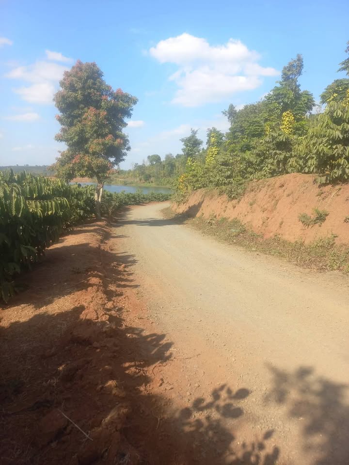 Đất Nông Nghiệp Đắk Mil 3600m² - Sổ Hồng Chính Chủ, Giá 3.7 Tỷ