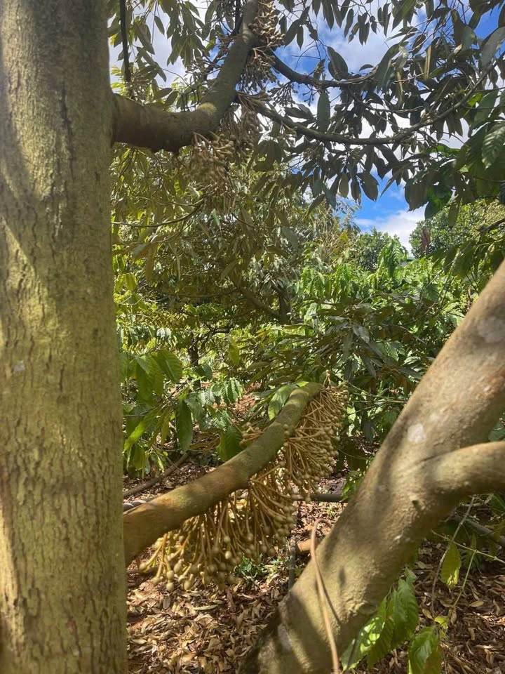 Bán Gấp Farm 1.4ha Trồng Cà Phê, Tiêu, Sầu Riêng - Gia Lai