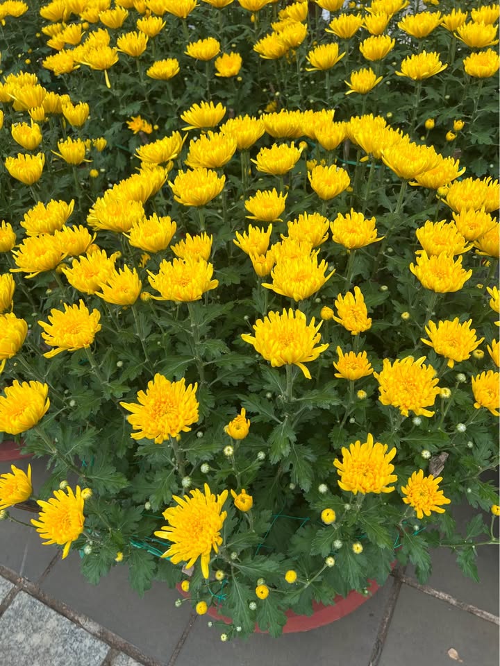 Nhà Riêng Đường Đoàn Thị Điểm 500m² - Sẵn sàng ở ngay!