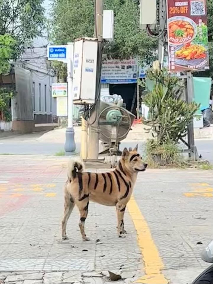 Đất nền Chính Hữu, Sơn Trà 115m² - Sổ đỏ chính chủ, tiềm năng tăng giá!