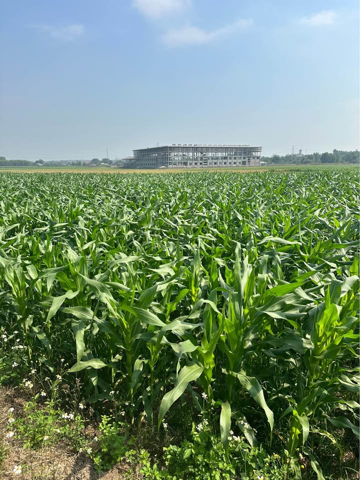 Đất nền 1000m² Xã Lộ 25 Đồng Nai - Sổ đỏ chính chủ, 1.5 tỷ